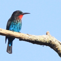 Żołna czarna - Merops gularis - Black Bee-eater
