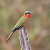 Żołna czerwonogardła - Merops bulocki - Red-throated Bee-eater