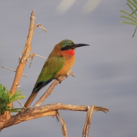 Żołna czerwonogardła - Merops bulocki - Red-throated Bee-eater