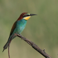 Żołna zwyczajna - European Bee-eater