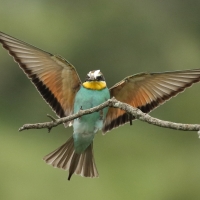 Żołna zwyczajna - European Bee-eater