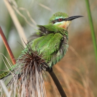Żołna modrolica - Merops persicus - Blue-cheeked Bee-eater
