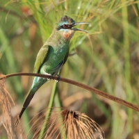 Żołna modrolica - Merops persicus - Blue-cheeked Bee-eater