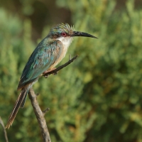 Żołna blada - Merops revoilii - Somali Bee-eater