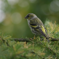 Czyż - Spinus spinus - Eurasian Siskin