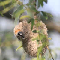 Remiz - Remiz pendulinus - Eurasian Penduline