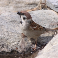 Mazurek - Passer montanus - Eurasian Tree Sparrowh