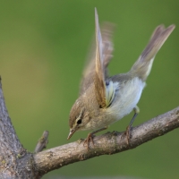 Piecuszek - Phylloscopus trochilus - Willow Warbler