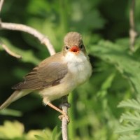 Łozówka - Acrocephalus palustris - Marsh Warbler