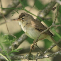 Łozówka - Acrocephalus palustris - Marsh Warbler