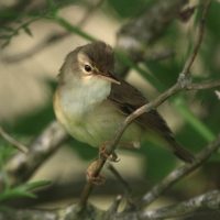 Łozówka - Acrocephalus palustris - Marsh Warbler