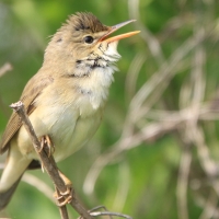 Łozówka - Acrocephalus palustris - Marsh Warbler