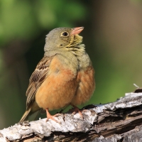 Ortolan - Emberiza hortulana - Ortolan Bunting