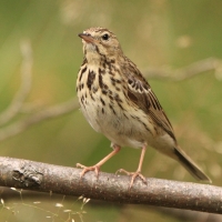 Świergotek drzewny - Anthus trivialis - Tree Pipit