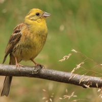 Trznadel - Emberiza citrinella - Yellowhammer