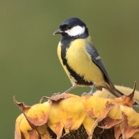 Bogatka - Parus major - Great Tit