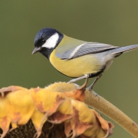 Bogatka - Parus major - Great Tit