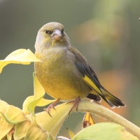 Dzwoniec - Chloris chloris - Greenfinch