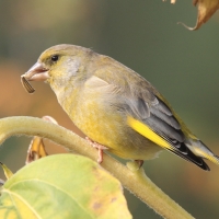 Dzwoniec - Chloris chloris - Greenfinch