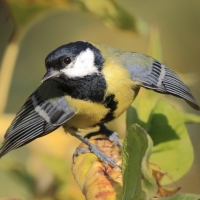 Bogatka - Parus major - Great Tit