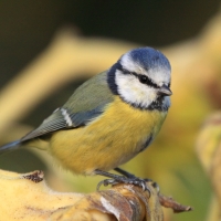 Modraszka - Cyanistes caeruleus - Blue Tit