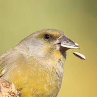Dzwoniec - Chloris chloris - Greenfinch