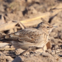 Dzierlatka - Galerida cristata - Crested Lark