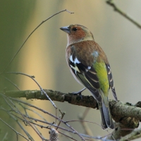 Zięba - Fringilla coelebs - Common Chaffinch