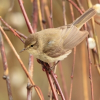Pierwiosnek - Phylloscopus collybita - Common Chiffchaff