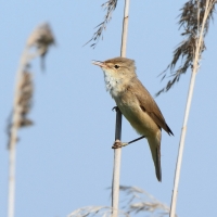 Trzcinniczek - Acrocephalus scirpaceus - Common Reed Warbler