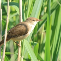 Trzcinniczek - Acrocephalus scirpaceus - Common Reed Warbler