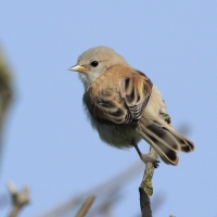 Remiz - Remiz pendulinus - Eurasian Penduline