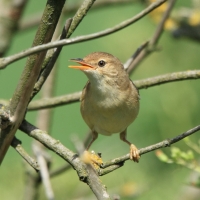 Trzcinniczek - Acrocephalus scirpaceus - Common Reed Warbler