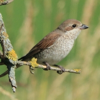 Dzierzba gąsiorek - Lanius collurio - Red-backed Shrike
