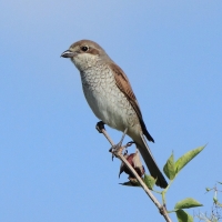 Dzierzba gąsiorek - Lanius collurio - Red-backed Shrike