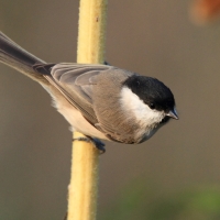 Sikora uboga - Poecile palustris - Marsh Tit