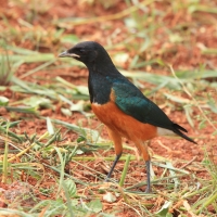 Błyszczak rudobrzuchy - Lamprotornis superbus - Superb Starling