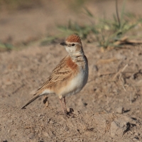 Skowrończyk rdzawołbisty - Calandrella cinerea - Red-capped Lark