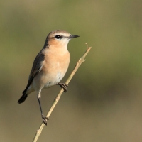 Pokląskwa - Saxicola rubetra - Whinchat