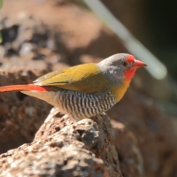 Melba pstra - Pytilia melba - Green-winged Pytilia