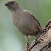 Wróbel papugodzioby - Passer gongonensis - Parrot-billed Sparrow