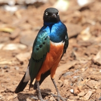 Błyszczak rudobrzuchy - Lamprotornis superbus - Superb Starling