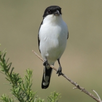 Dzierzba żałobna - Lanius dorsalis - Taita Fiscal