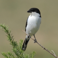 Dzierzba żałobna - Lanius dorsalis - Taita Fiscal