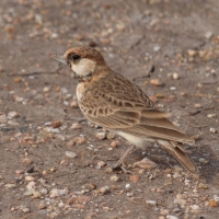 Pustynka płowa - Eremopterix leucopareia - Fischer's Sparrow Lark