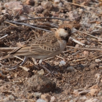 Pustynka płowa - Eremopterix leucopareia - Fischer's Sparrow Lark