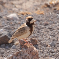 Pustynka płowa - Eremopterix leucopareia - Fischer's Sparrow Lark