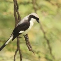 Dzierzba srokoszowata - Lanius excubitoroides - Grey-backed Fiscal