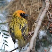 Wikłacz łuskowany - Ploceus spekei - Speke's Weaver