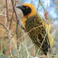 Wikłacz łuskowany - Ploceus spekei - Speke's Weaver